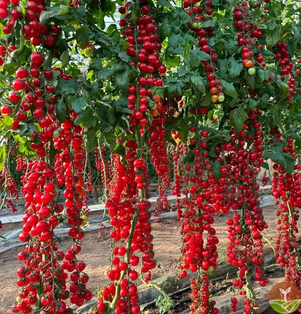 🎉Oferta por tempo limitado 🍅Sementes de tomate em cascata (alto rendimento)