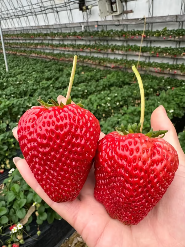🔥🍓Sementes de Morango Cremosa