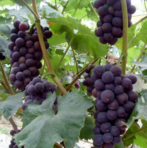 Sementes de uva gigante: de casca fina, grandes e sem sementes 🍇🌿
