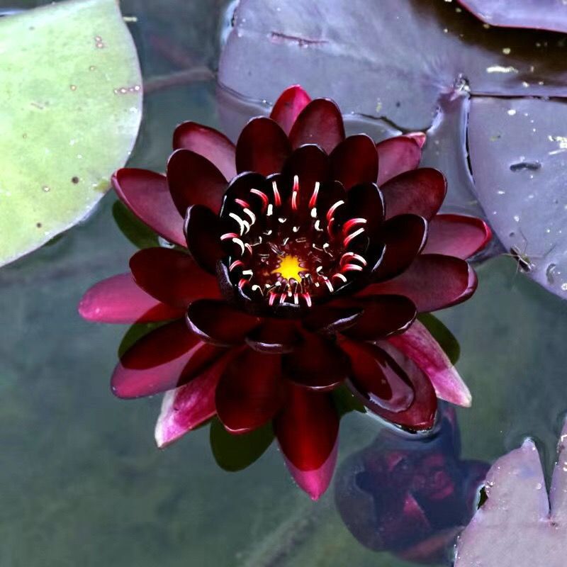 🌸【7 dias de germinação】Último dia de venda - 49% DE DESCONTO💐A tigela de bonsai sagrada Flor de lótus