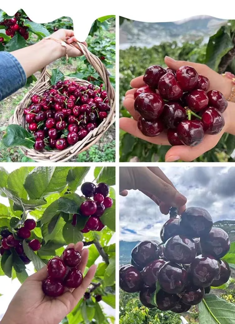🍒Sementes de Cereja Rainier