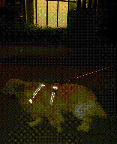 No Pull Dog Hám háziállatok számára