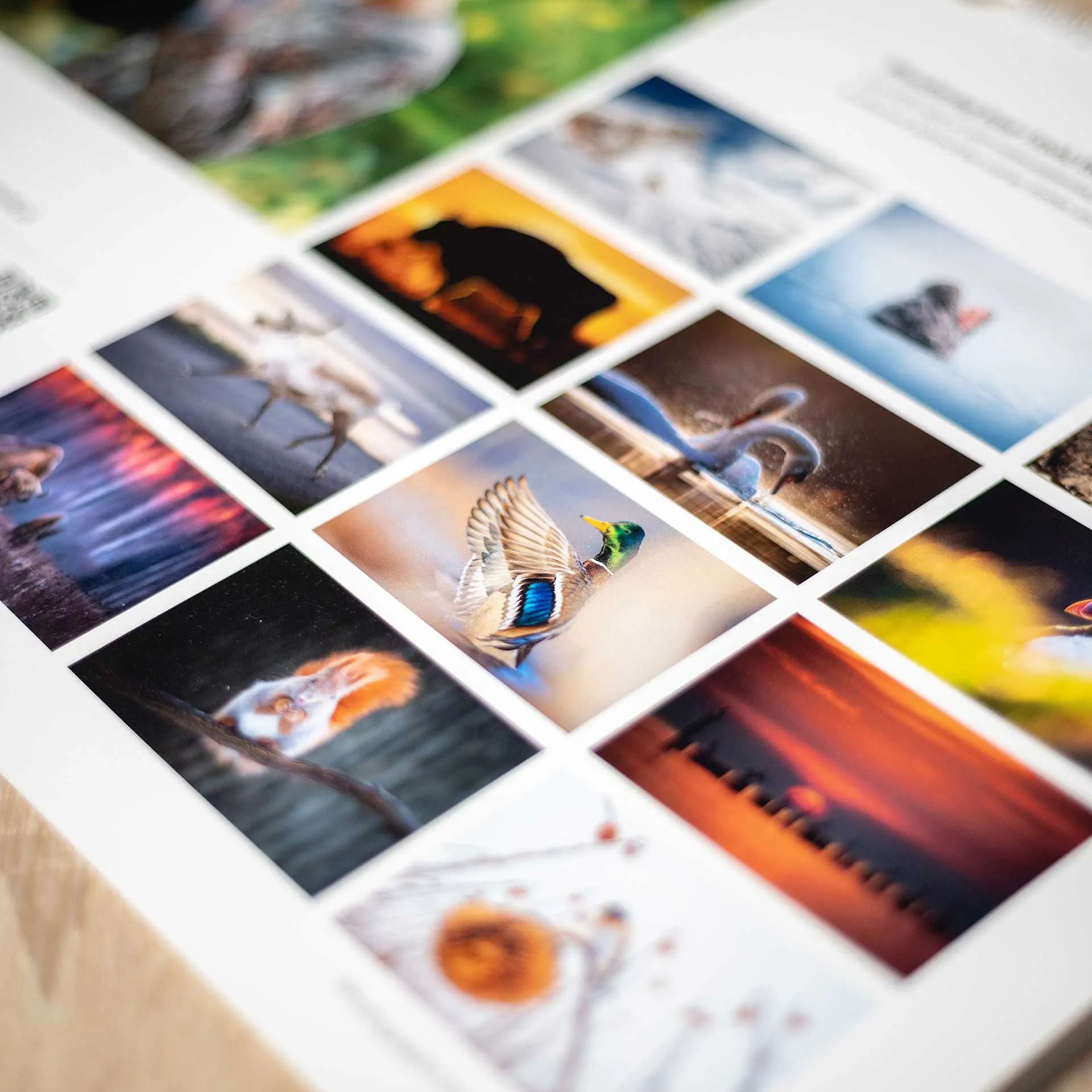 📅Wildlife Calendar 2024