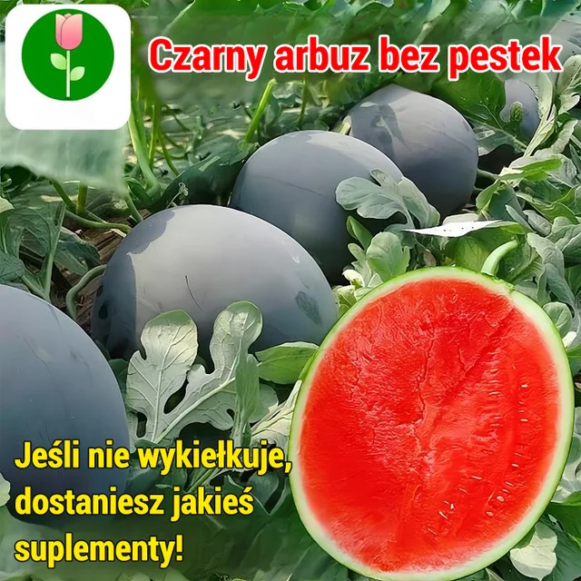 [Słodsze niż miód]Czarne bezpestkowe nasiona arbuza wysokoplennego