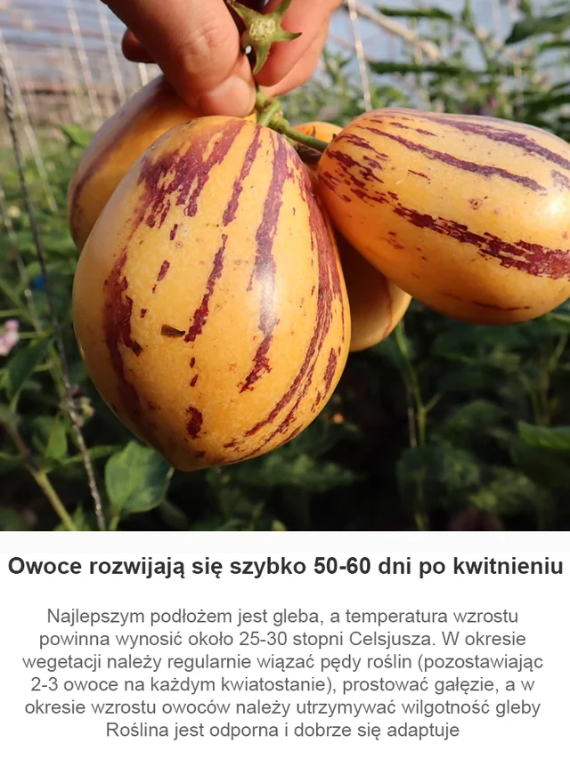 Hipoglikemiczny i przeciwnadciśnieniowy kremowo-żółty miąższ owocu żeń-szenia doniczkowego-Tylko 19zł za sztukę! ! !