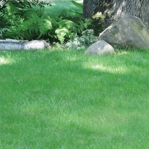 Evergreen, no-mowing lawn seeds