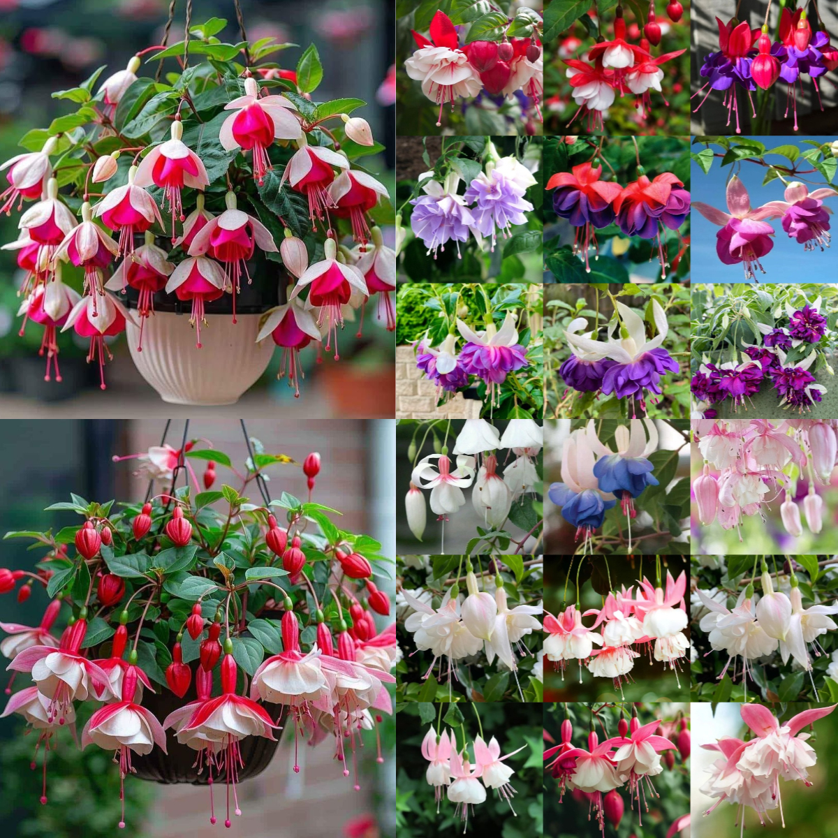 🧚‍♀️Fuchsia Flower Seeds- The fairy flower