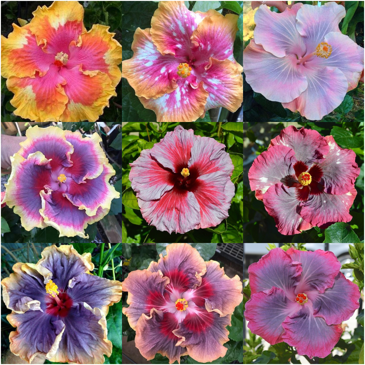 Giant Hibiscus Seeds, Rose Mallow Seeds, Frost-Resistant Flower Seeds