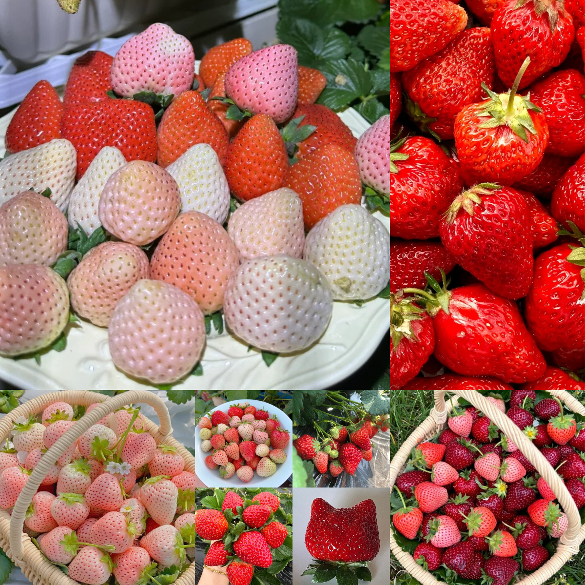 All Year-Round Strawberry Seeds