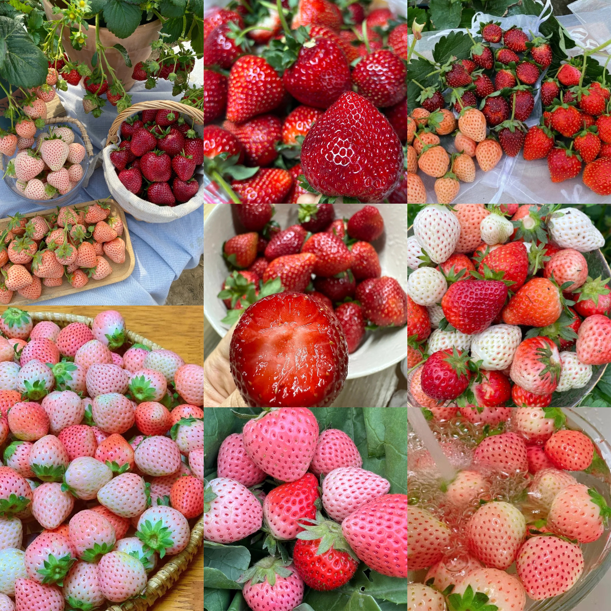 🍓Cream Strawberry Seeds