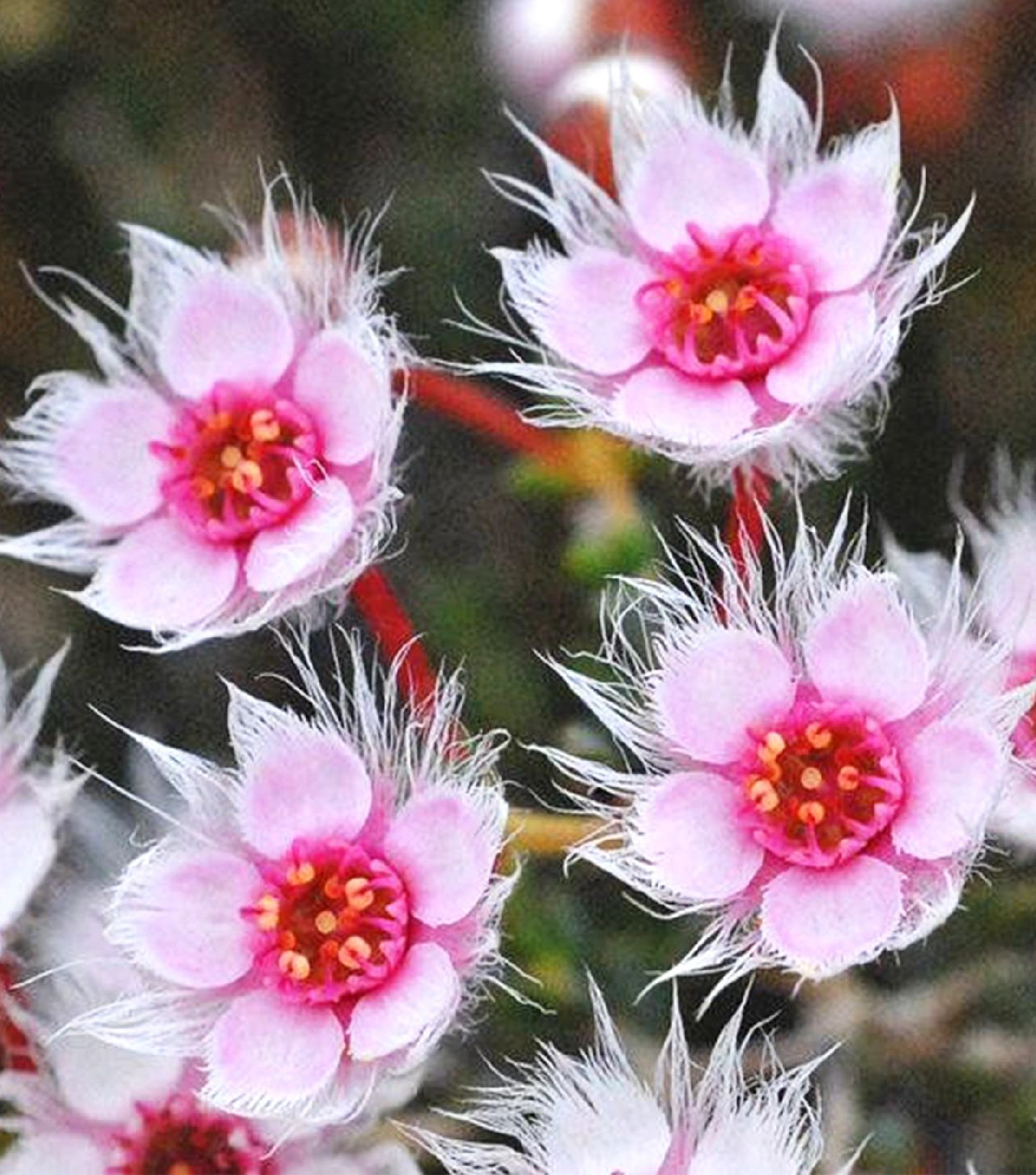 Verticordia Picta flowers-Feather Flower