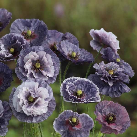 Shirley Grey Poppies Seed