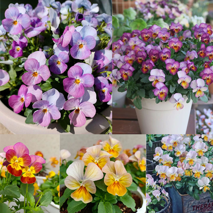 Viola Cornuta Seeds-Gem Series 