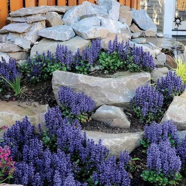 🌿 Ajuga Reptans Seeds – The Perfect Ground Cover for Any Garden! 🌸✨