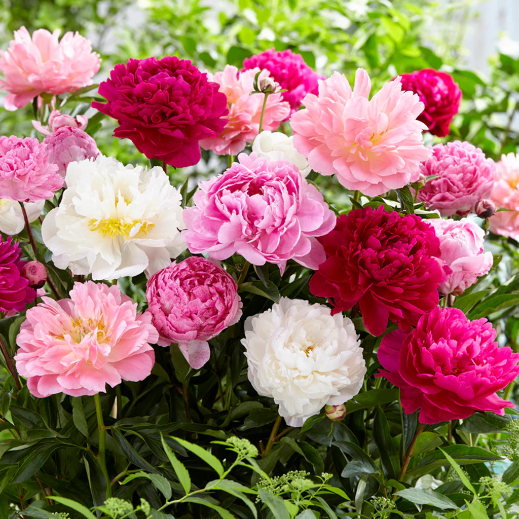 Mix 12 Colors- Moutan Peony Flower Seeds