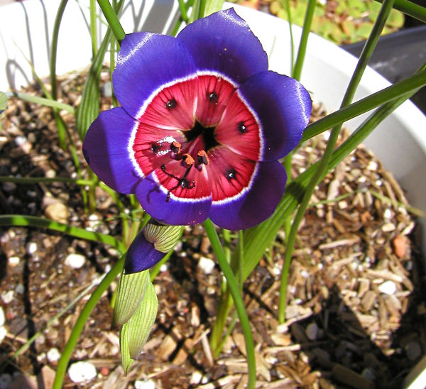 Geissorhiza radians