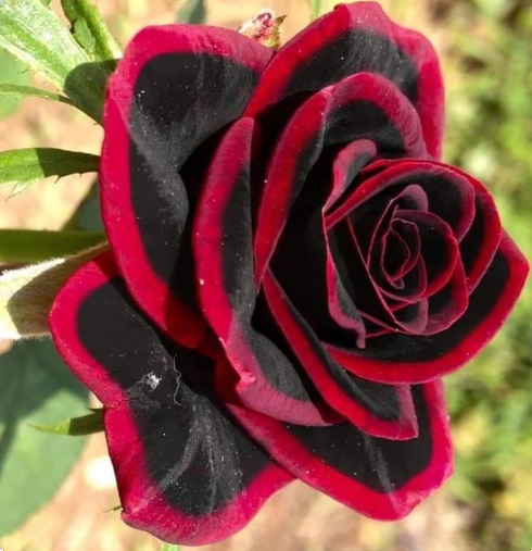 red edge black rose