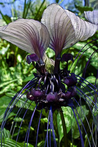 Angel Trumpet Double Purple Flower Seeds Brugmansia Datura