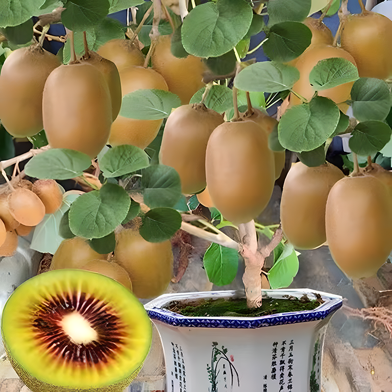 🥝❤️Red Heart Kiwi Seeds