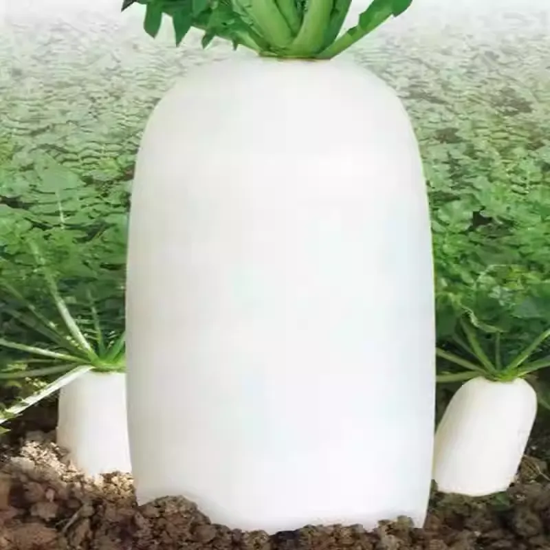 The Nine-pound Radish - King of Radishes Seeds