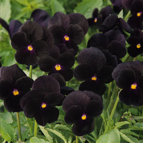 Viola sorbet - Black Delight - Viola cornuta