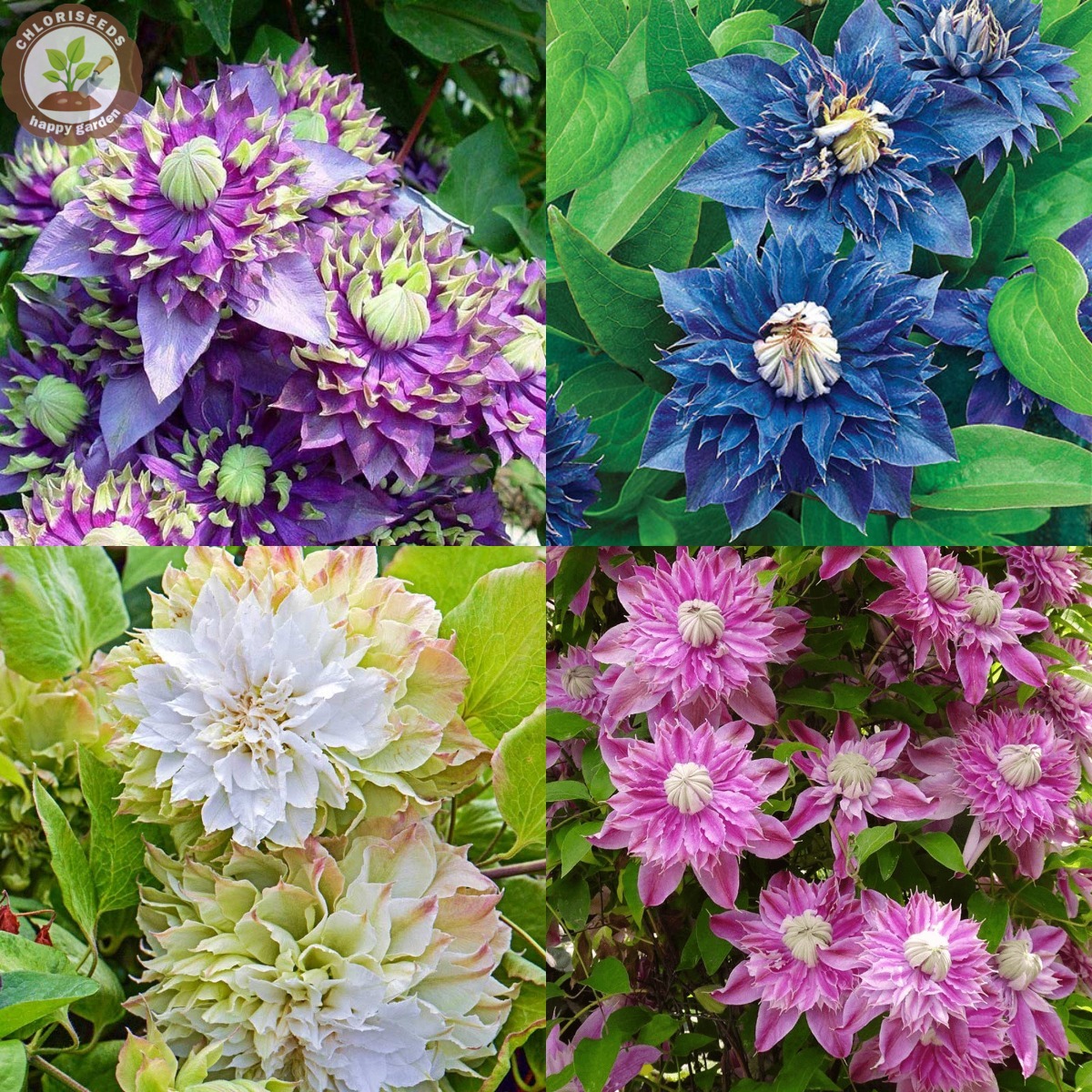 Double Colourful Clematis