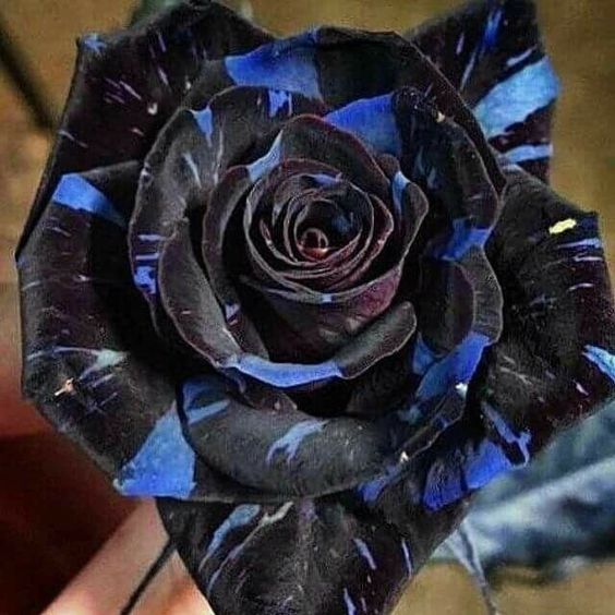 Rare Black Dragon Rose