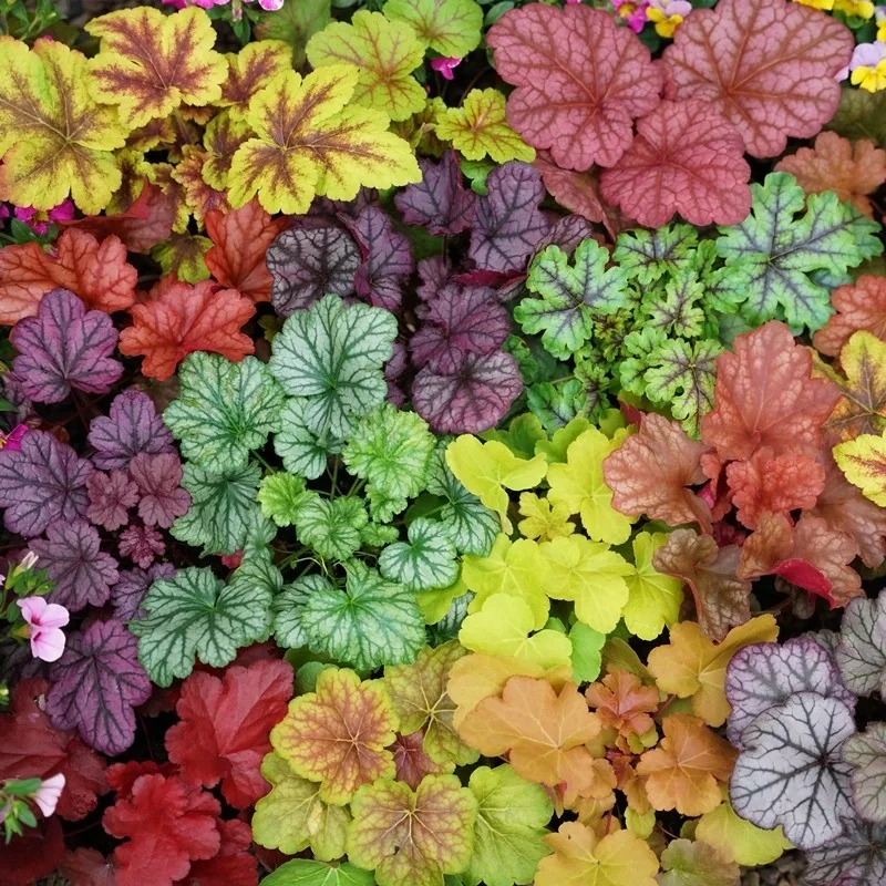 Mixed Rainbow Alum Root Seeds – 🌈 A Stunning Addition to Your Garden!