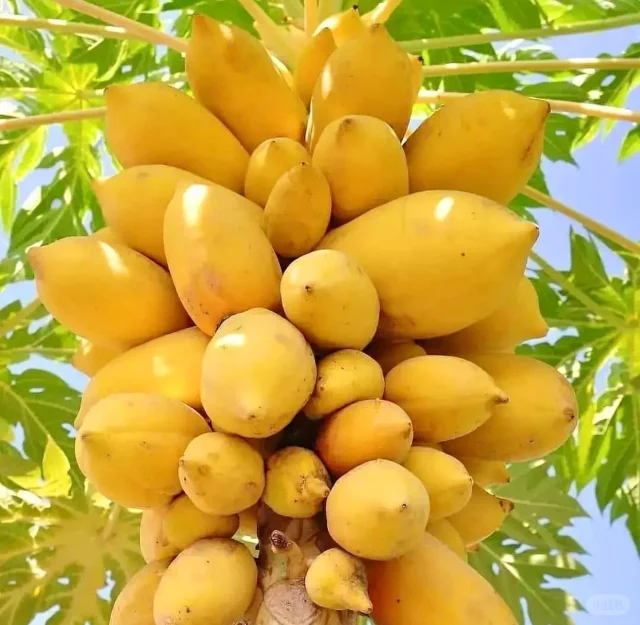 Golden Cream Papaya Seeds