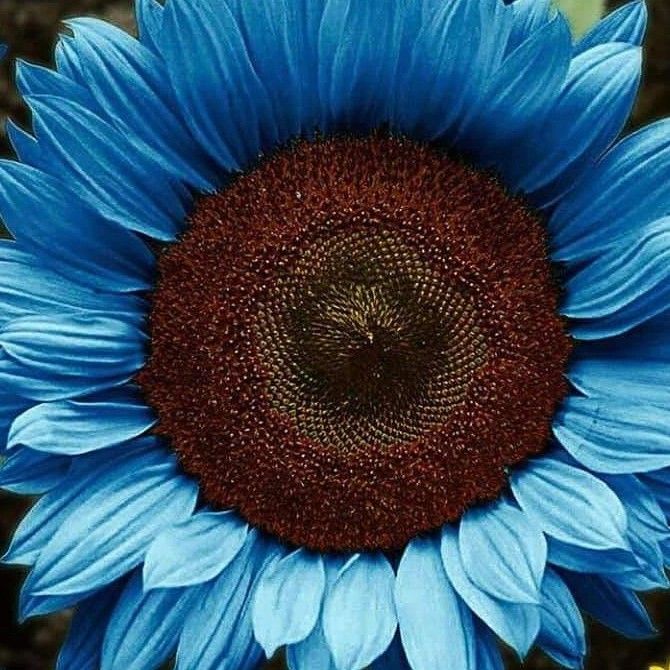 Blue Sunflower Seeds