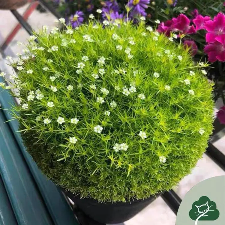 Evergreen pearl grass