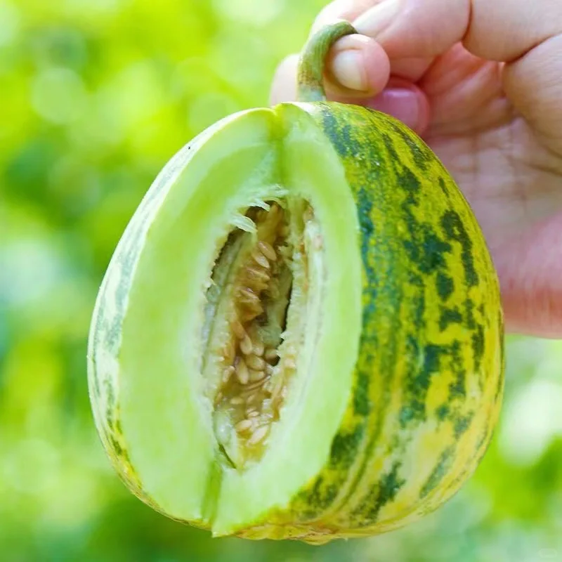 Pali Aroma Melons Seeds, Honeydew Melon Seeds
