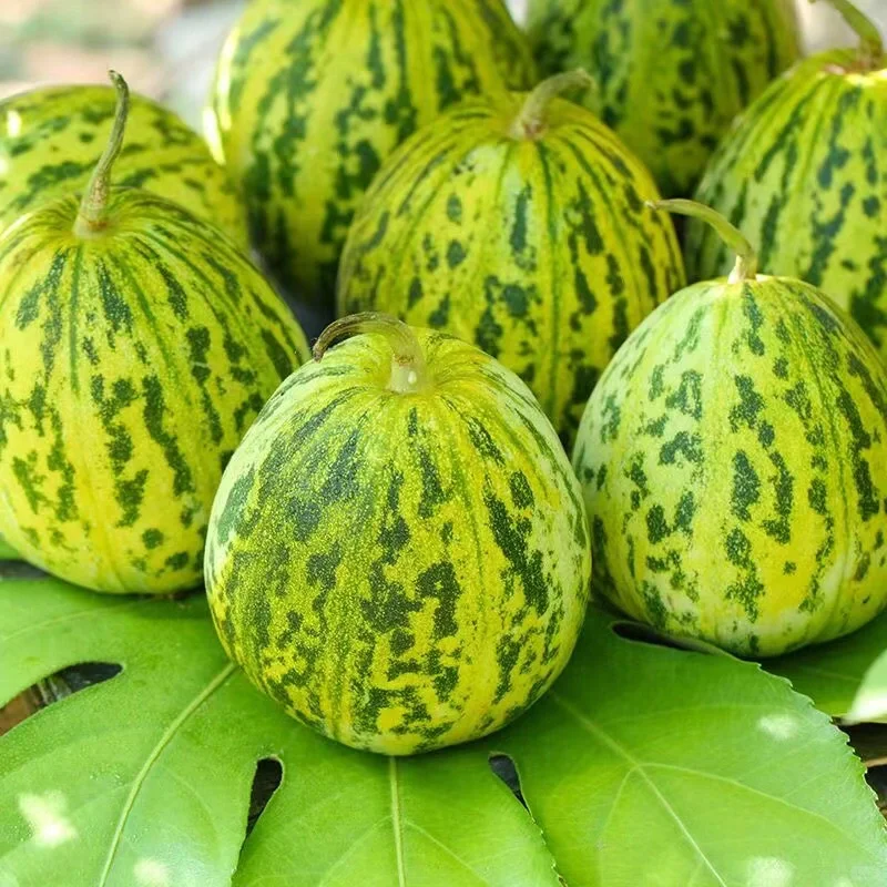 Pali Aroma Melons Seeds, Honeydew Melon Seeds