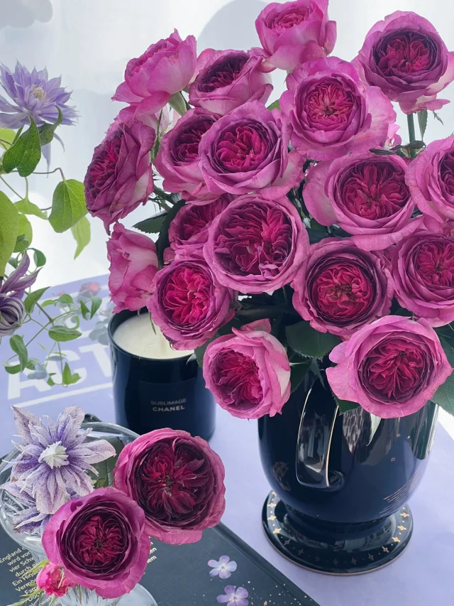 Rare Multi-Color Rose Seeds🌹🎨