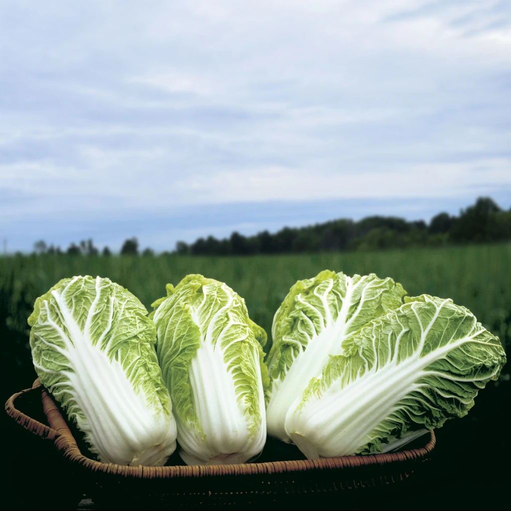 Cabbage Bilko F1 Organic