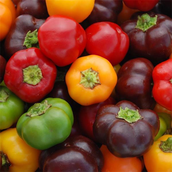 🫑Colorful Sweet Pepper Seeds Organic