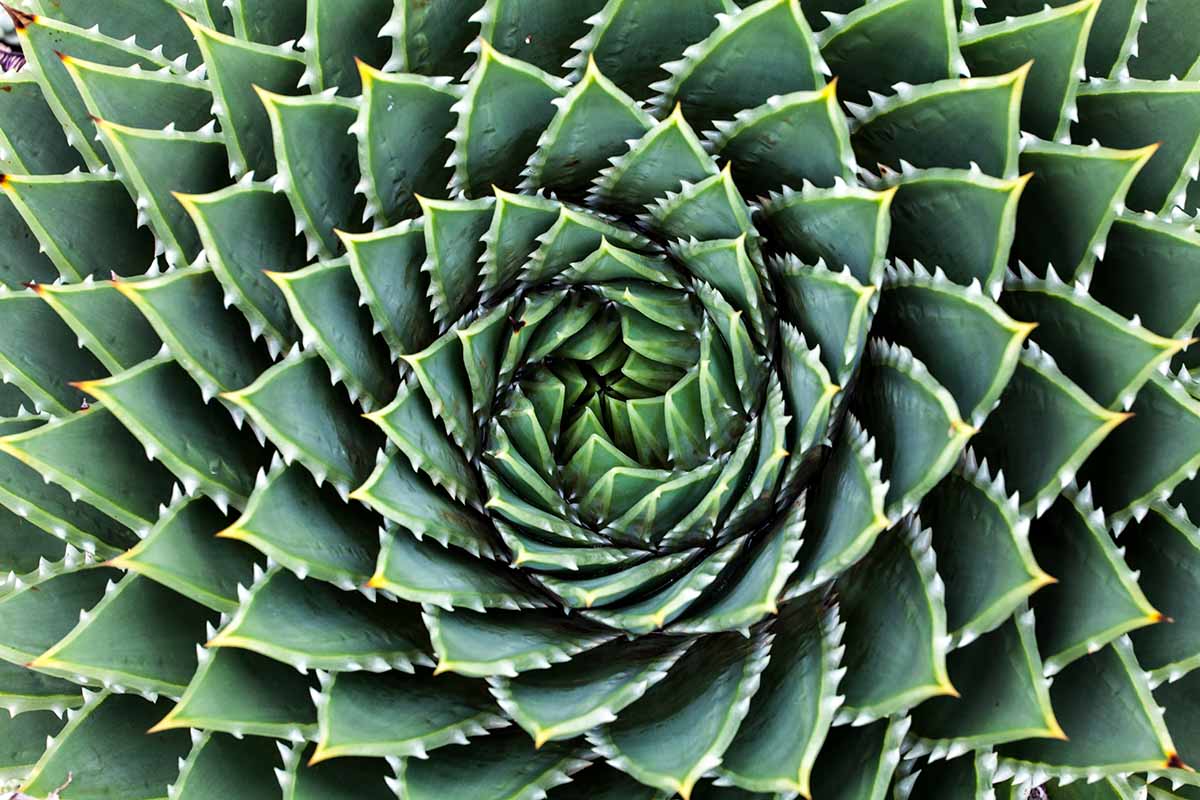 How to Grow and Care for Spiral Aloe | Gardener's Path