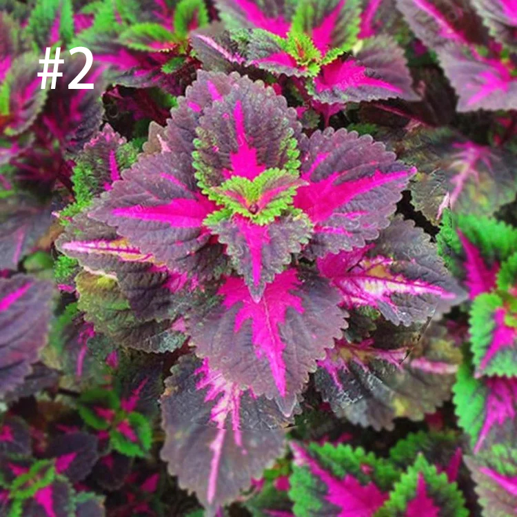 Coleus Bonsai Flower Leaf Plants Rainbow Dragon Seeds Garden
