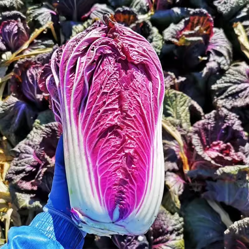 Purple Cabbage Seeds