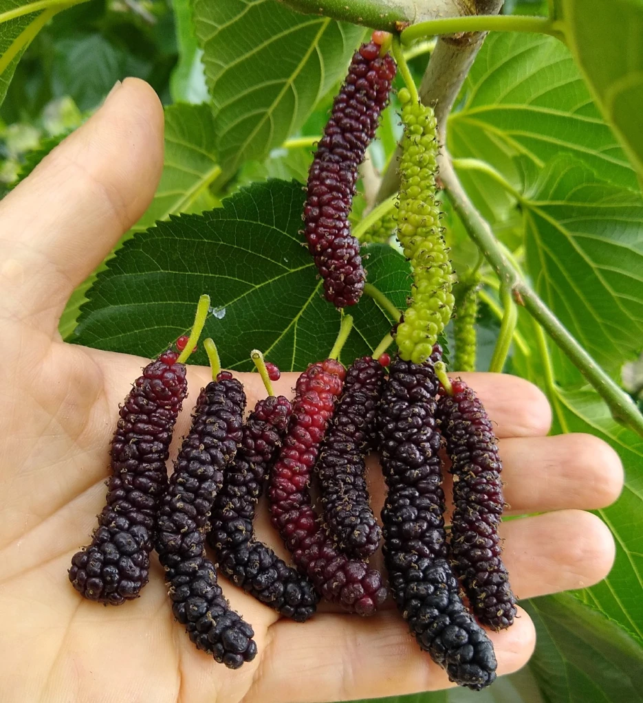   🍇 Long Mulberry Seeds – Sweet, Juicy, and Abundant Harvests!