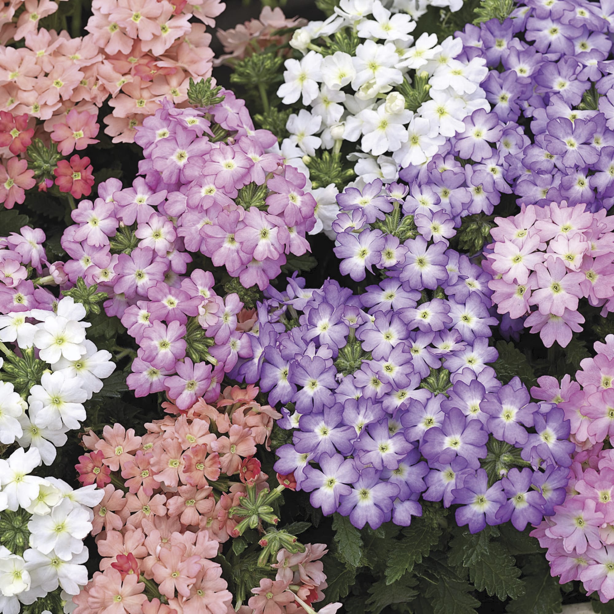 Tuscany&reg; Pastel Mix | Syngenta Flowers