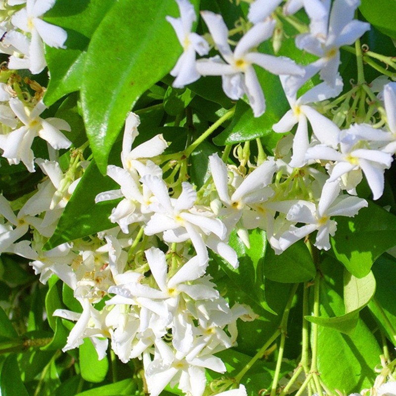 风车茉莉：夏日常绿的香氛小能手🌿-鲜花拱门-淘宝好物网
