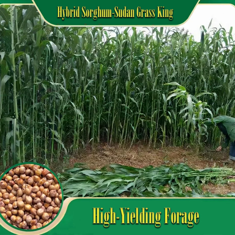 🌿Hybrid Sorghum-Sudan Grass King✅High-Yielding Forage