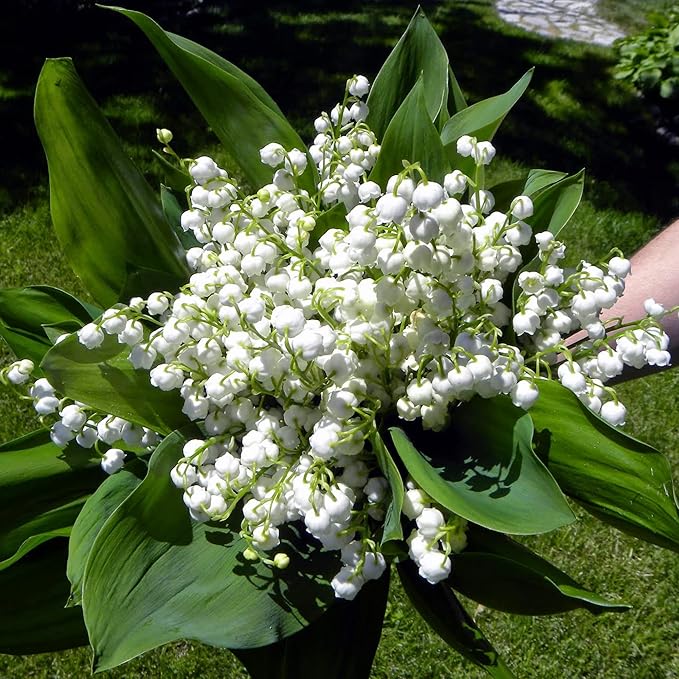 50 Seeds White Convallaria Majalis Seed – Cocoseeds.com