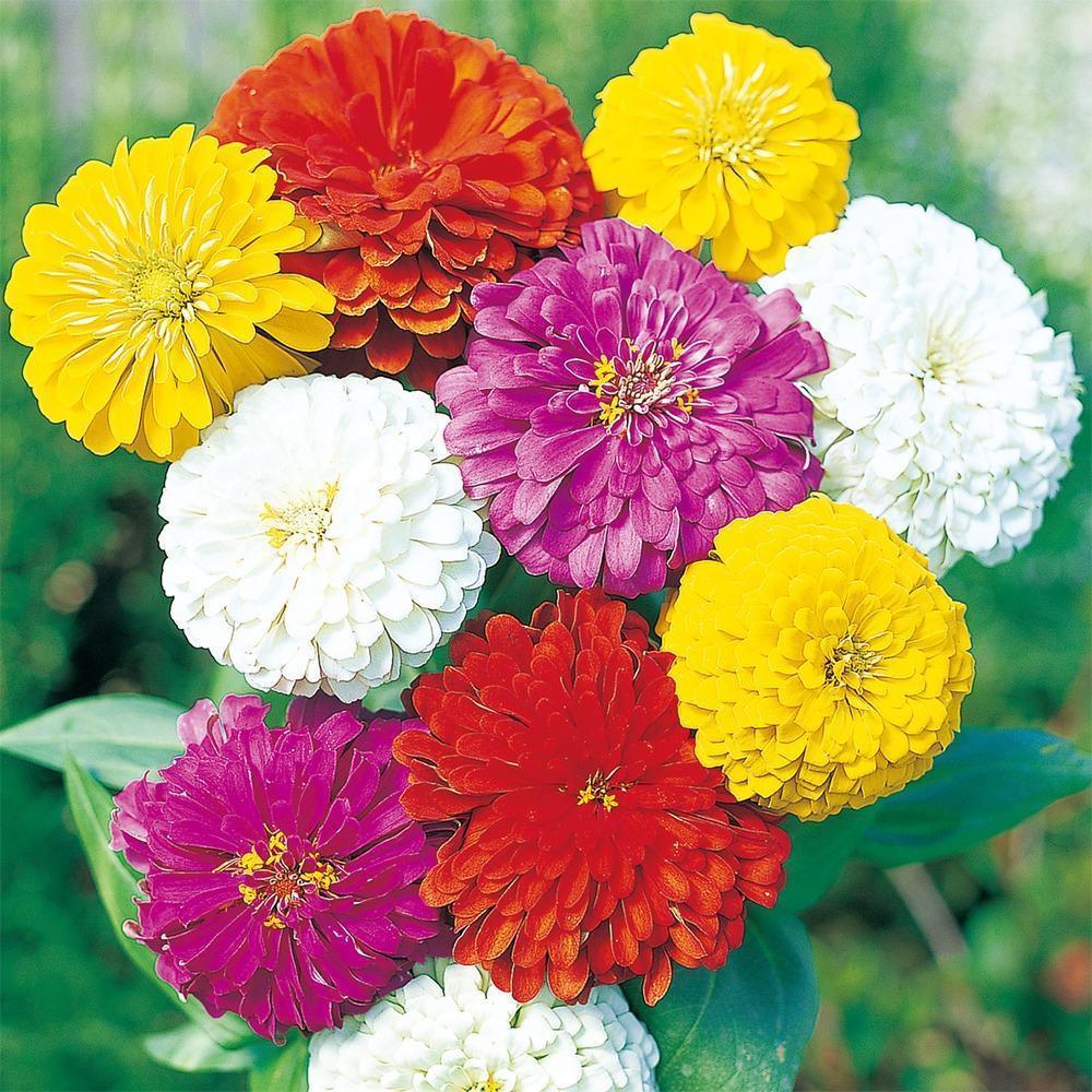 Zinnia State Fair Mix