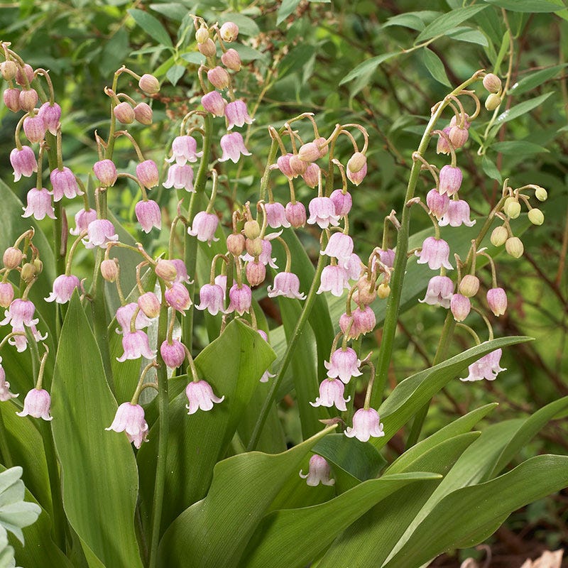Lily of the Valley, Convallaria - American Meadows