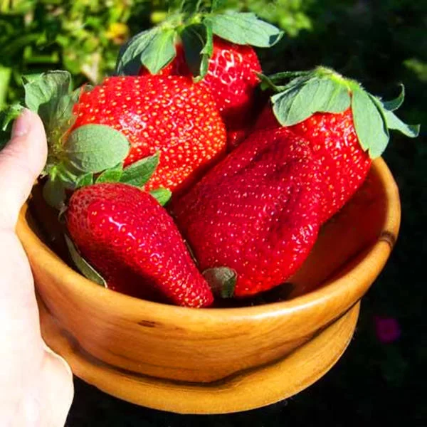 100 pcs/pack strawberry tree seeds rare fruit strawberry bonsai seed garden  diy planting [WE-2424] - $3.62 : Weseeds.com