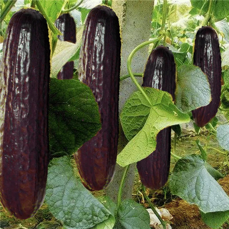 Rare black cucumber seeds - discover the unique variety in your garden! 🥒🖤