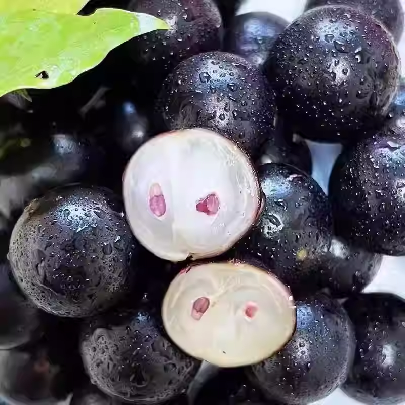 Plinia cauliflora-Tree Grape Seeds