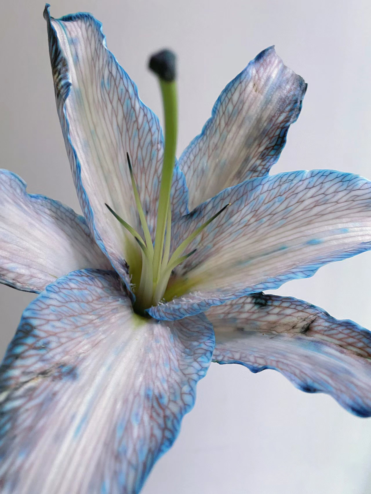 Gray-Blue Lily